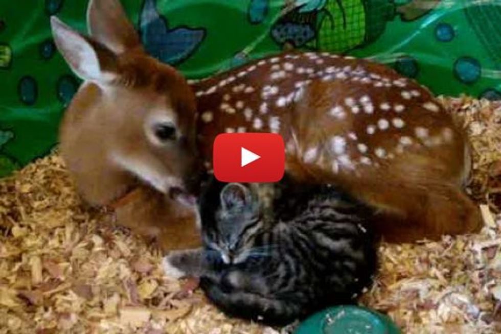 Little Kitten Loves Baby Deer