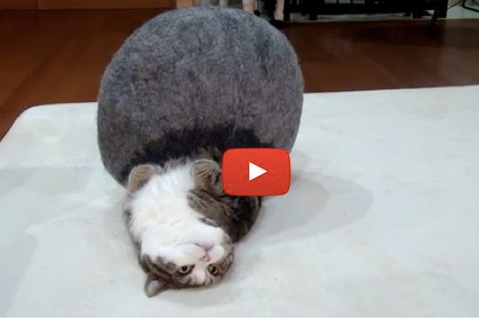 Maru Defends His Gray Bed from Hana. This Time He's Victorious!