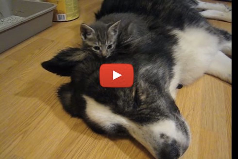 Two Tiny Kitties Snuggle Up on Big Doggie Friend for Nap Time