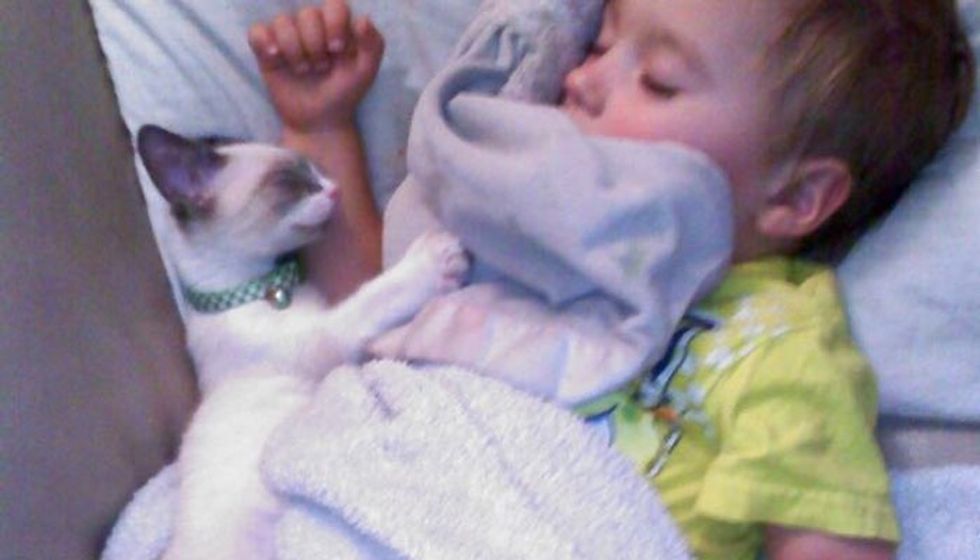 Kitten and His Little Human Do Everything Together, Always Together