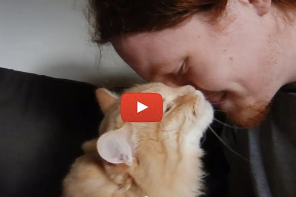 Max the Ginger Cat Gives His Human Nose Kisses