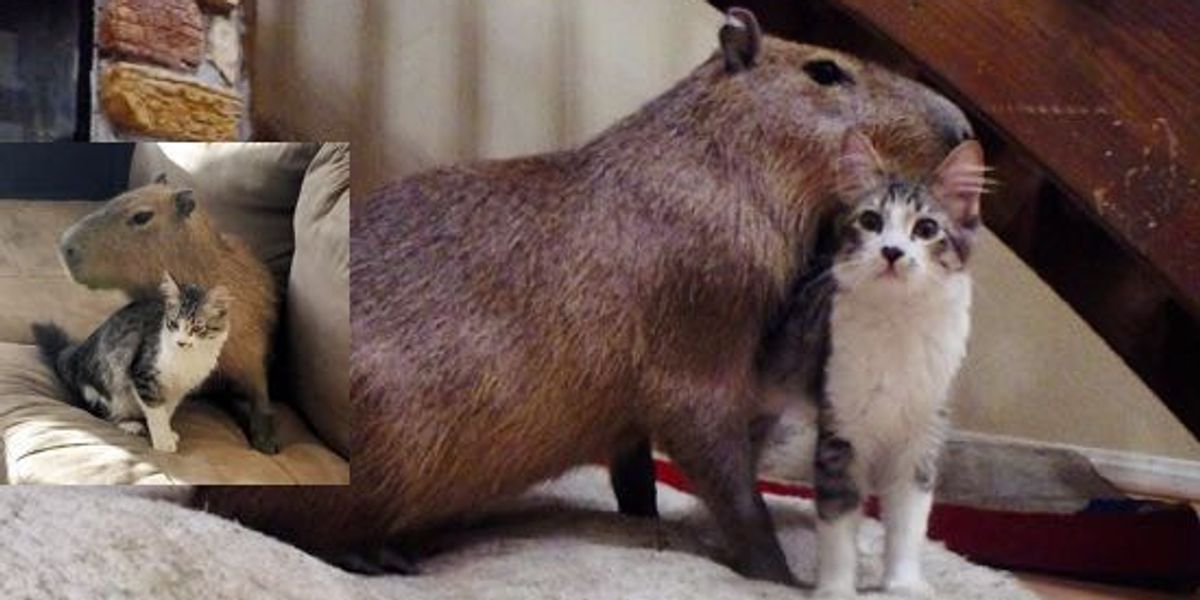 Scooter the Cat and Joejoe the Capybara Find Each Other and Become Best