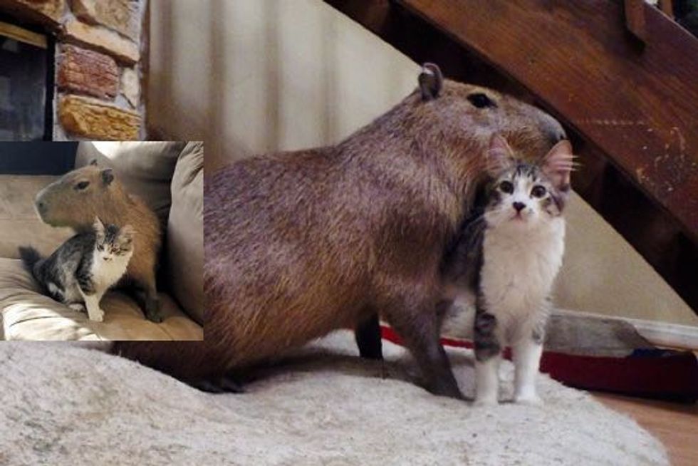 Scooter the Cat and Joejoe the Capybara Find Each Other and Become Best Friends!