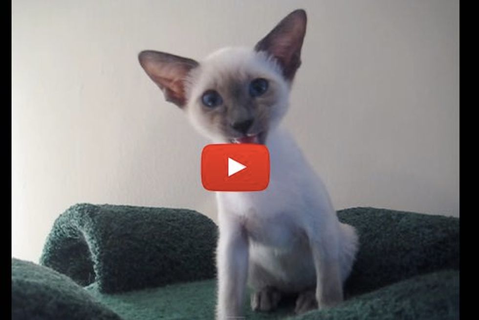 Chatty Siamese Kitty Having a Conversation with Mom