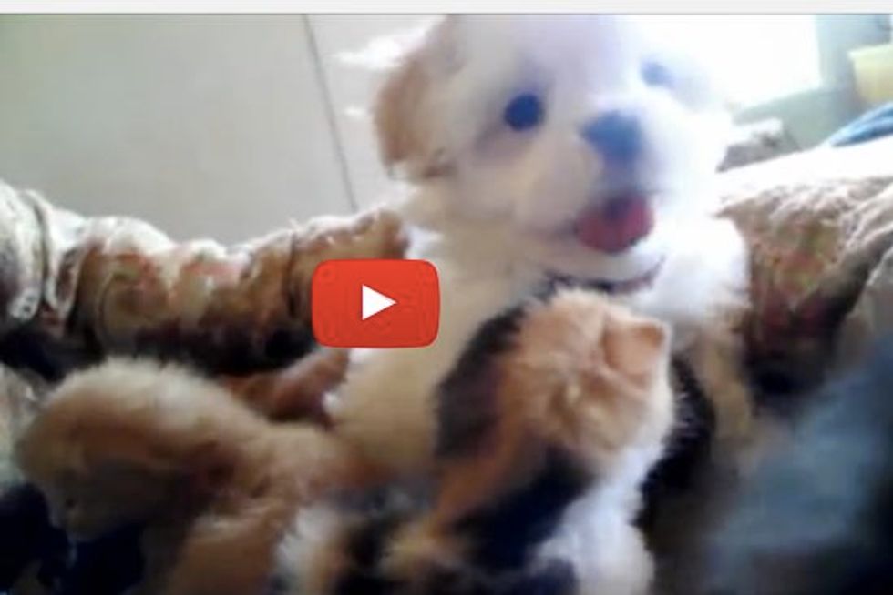 Cat Sitting is Hard Work - Dog Helps Out Cat Mama Babysit Kittens