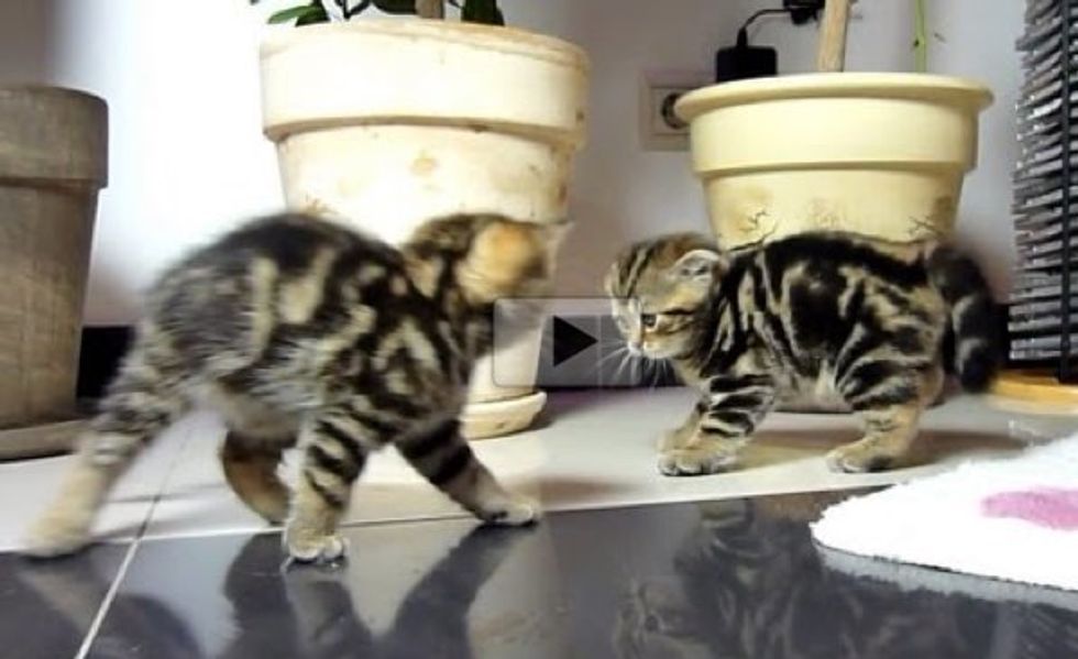 Ninja Kittens Fighting Dance Off. It's Epic!