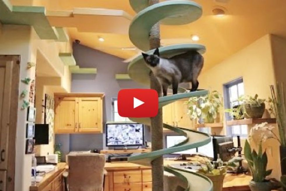 Man Turns His House Into Indoor Cat Playland for His Rescue Cats and Our Hearts Explode