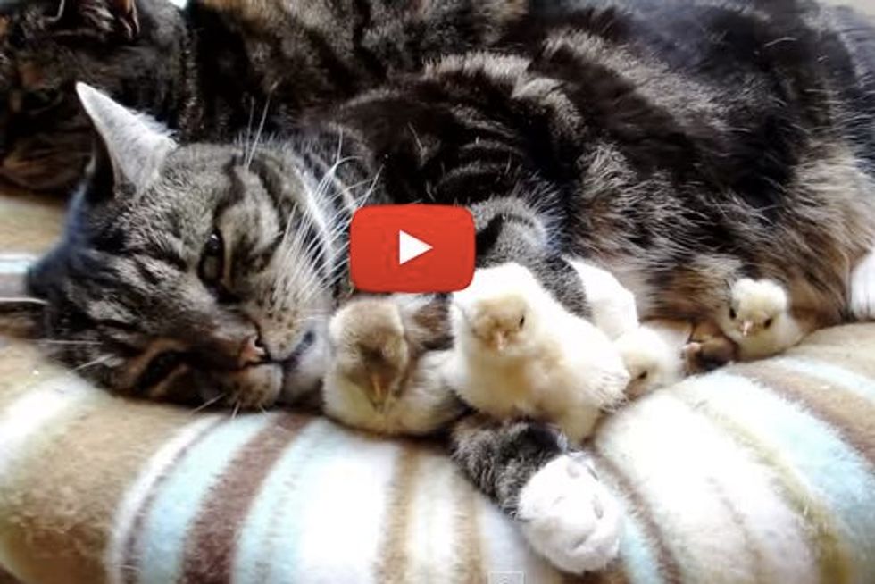 Cats Snuggling and Babysitting Little Chicks