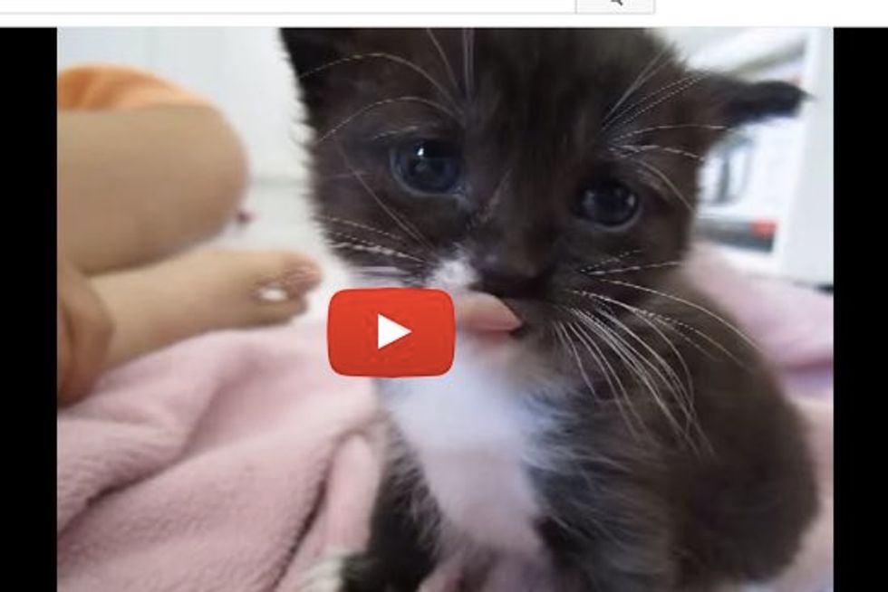 Three Little Tuxedo Kittens. Cuteness Explosion!