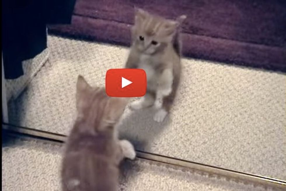 When This Ginger Kitten Discovers a Mirror and Shoes for the First Time... It's Double the Fun