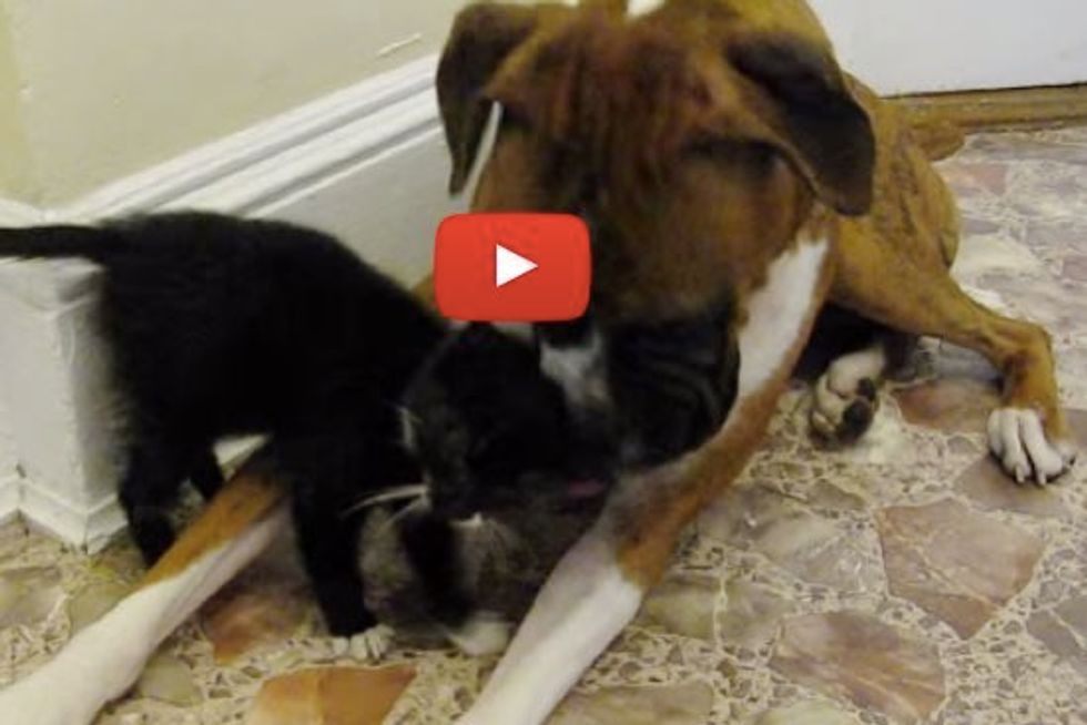 Rescue Kitten Meets Dog for the First Time. They Bond Instantly!