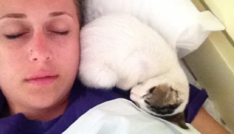 Kitten Lives at a Hotel. Travelers Let Her into Their Room and This Happens..