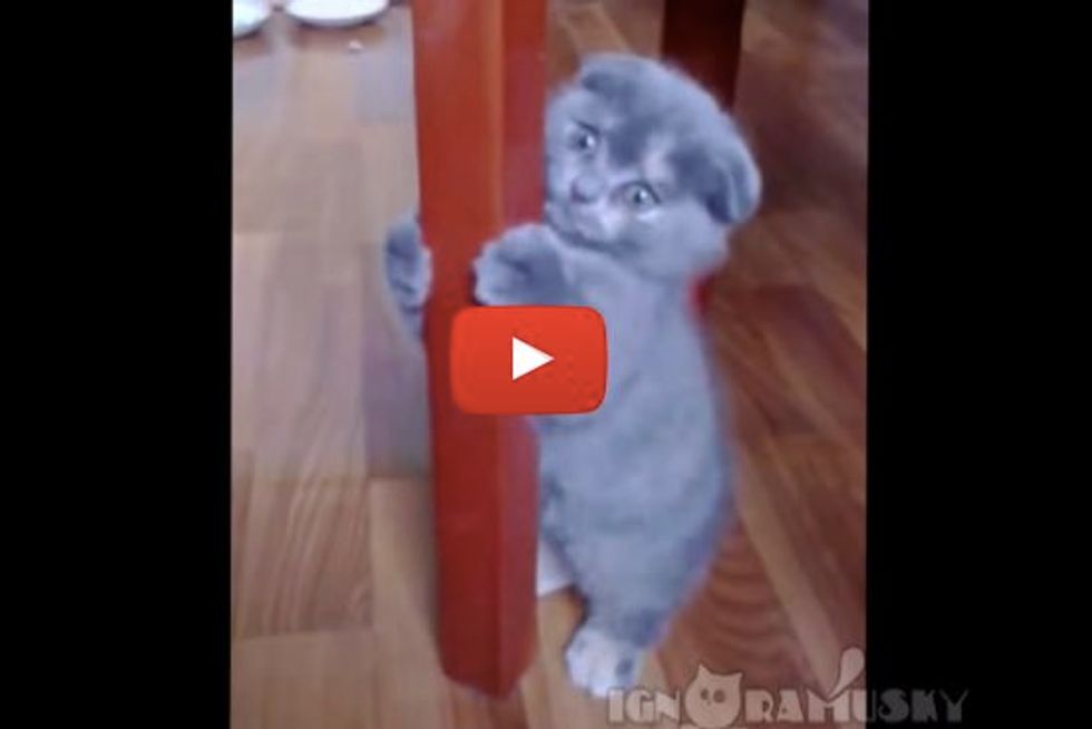 When Kitty Discovers that He Can Hop Like a Bunny...