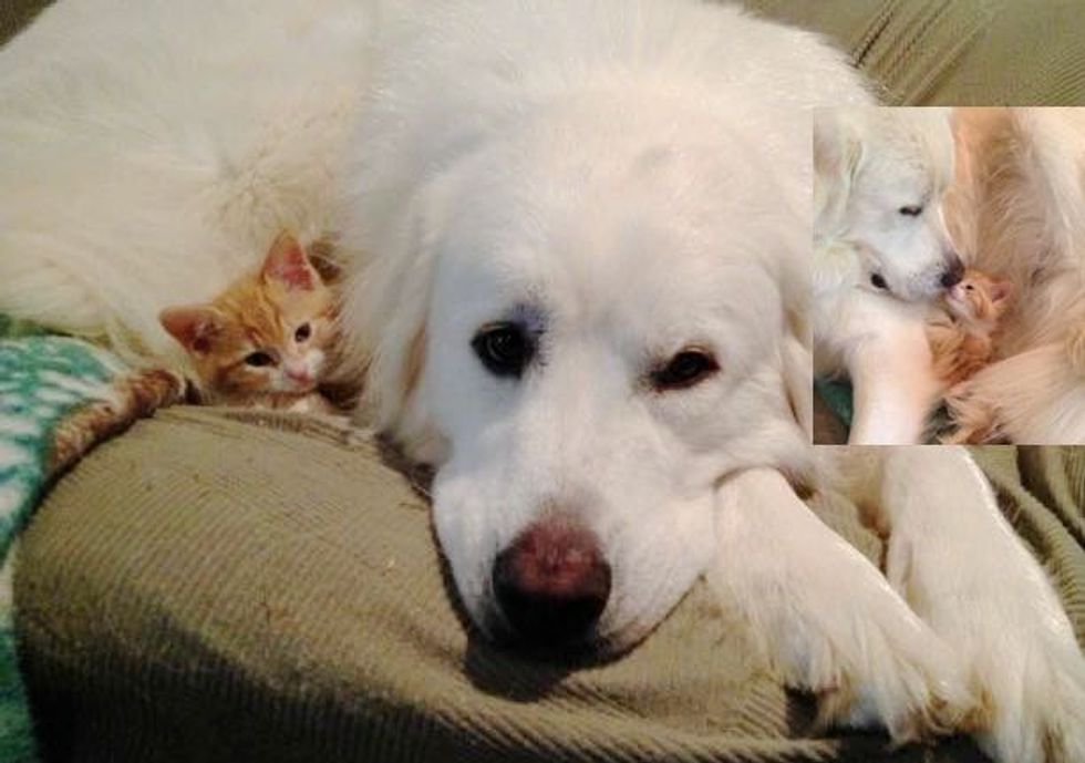 Fuego the Ginger Kitten Finds a New Mom Luna the Dog