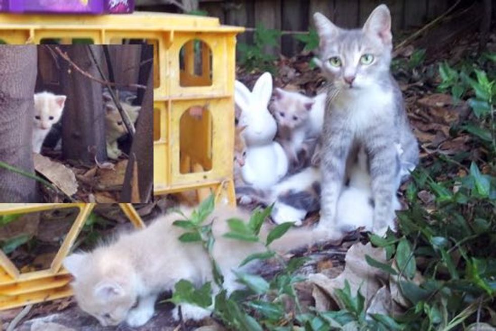 Stray Cat Mama and Her Kittens Turn a Family's Backyard into Their Kingdom