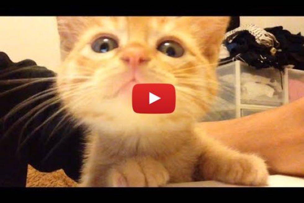 Kitty Demands to Know What His Human is Eating