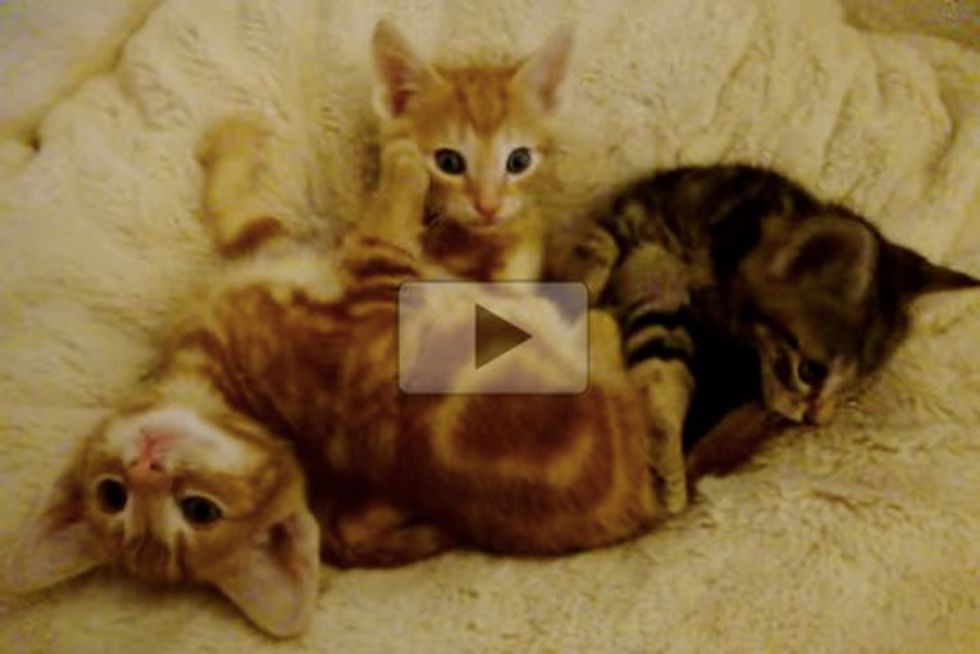 Three Kittens Turn on Their Purr Motors and Yawn Machines!