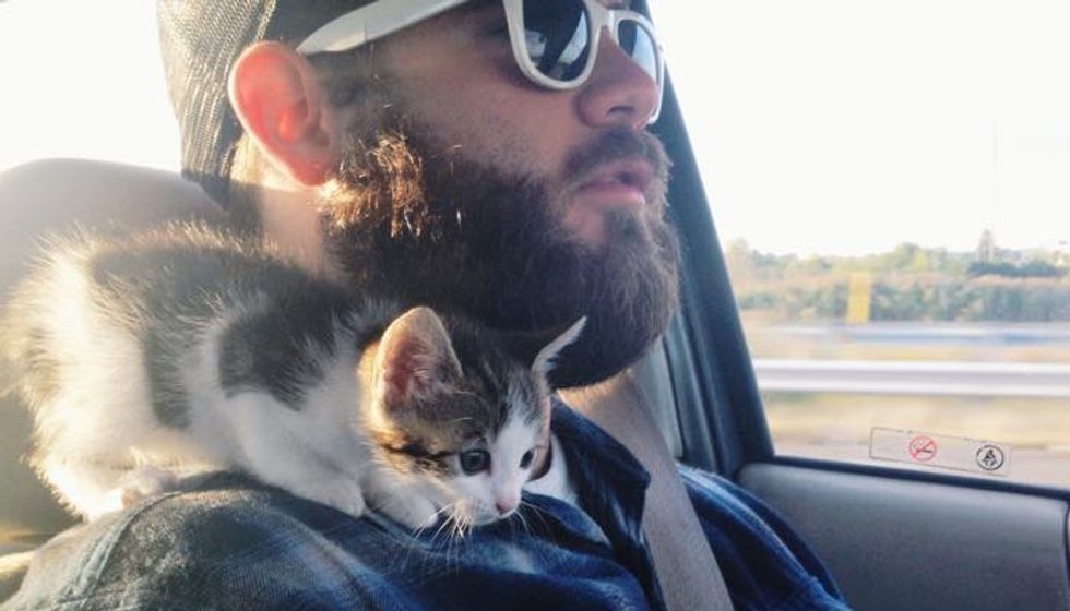 Meet Ham! A Tiny Kitten Strays His Way into His Forever Home