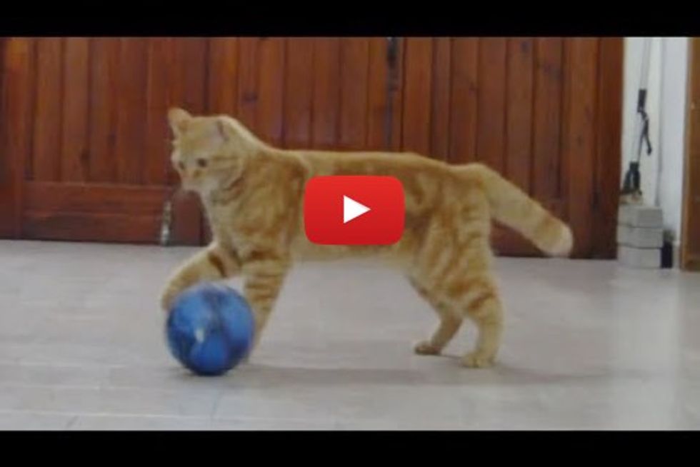 Cat Playing Soccer with Her Human. She'd Make an Excellent Goalkeeper!