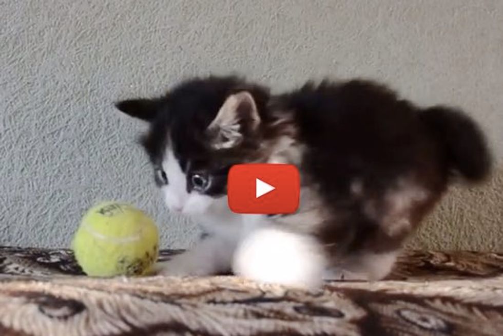 Fuzzy Kitten Has Tennis Ball Under His Paws