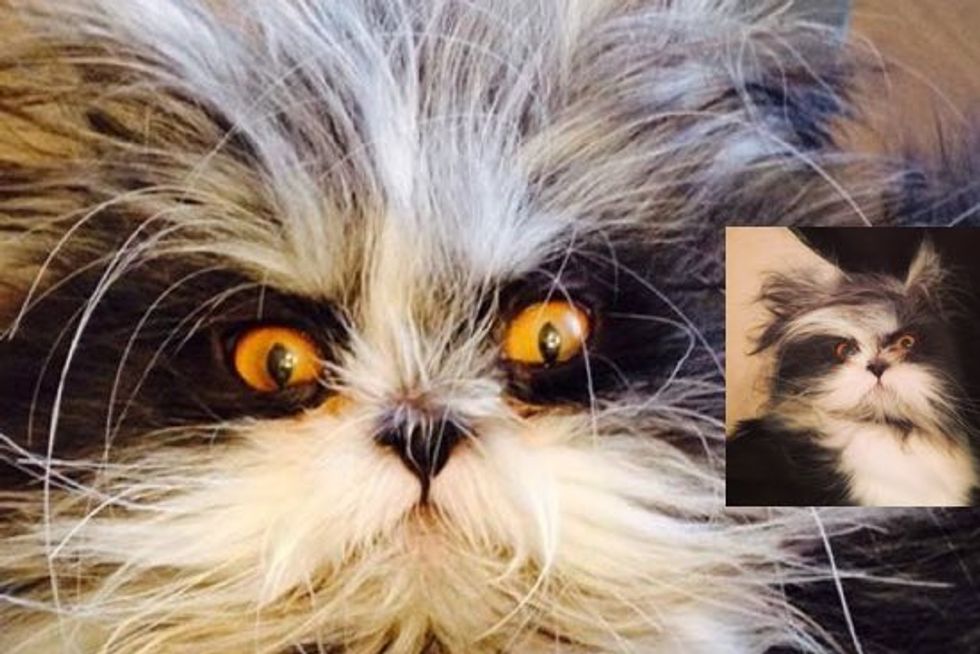 Meet Atchoum the Cat! He Has Perhaps the Furriest Face Ever!