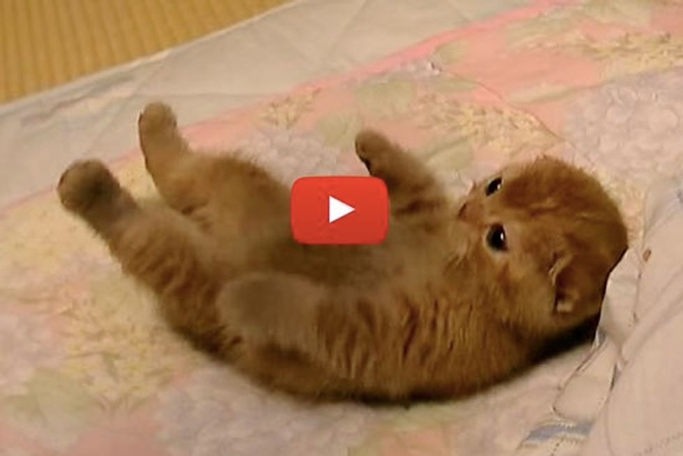 Kitten Rolling Around Trying to Catch His Human's Hand
