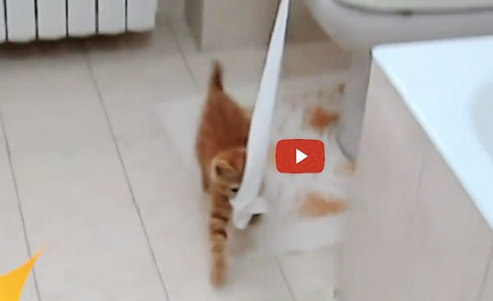 Kitty Taking Toilet Paper on a Trip Out of the Bathroom