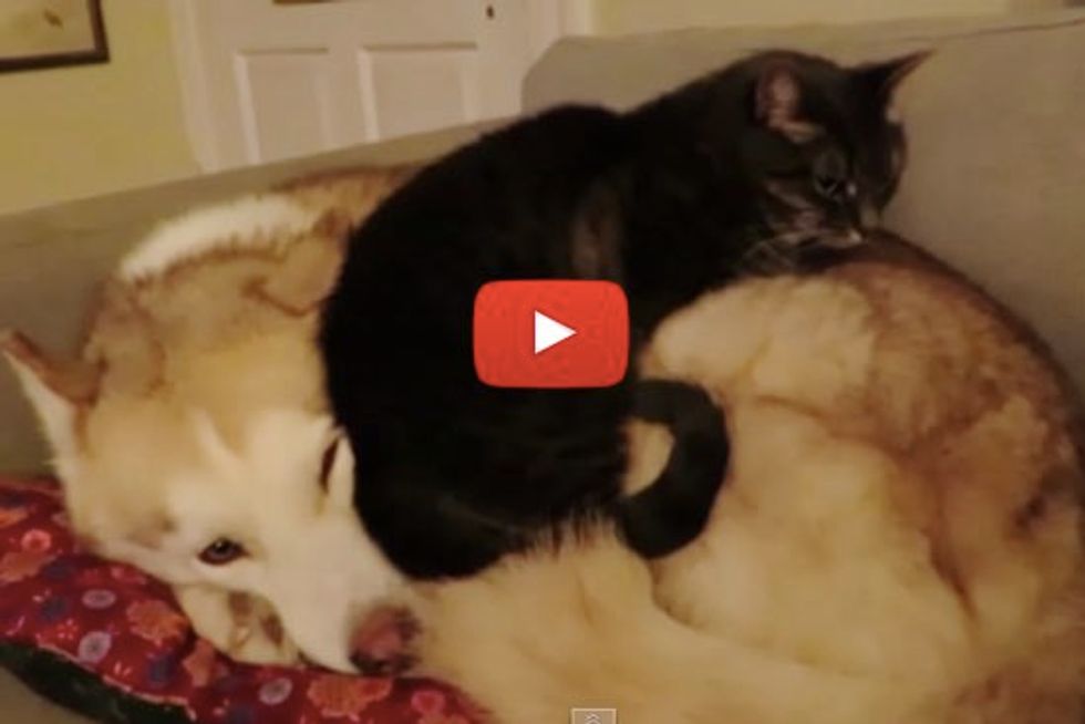 Cat Gets Comfortable on a Husky Bed