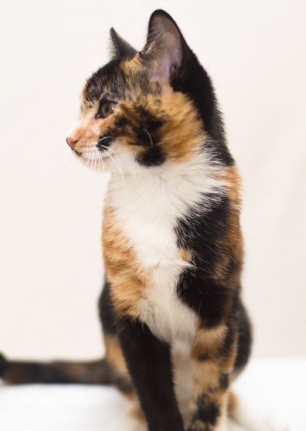 Meet Sherman, a Very Rare Male Calico Kitten Love Meow