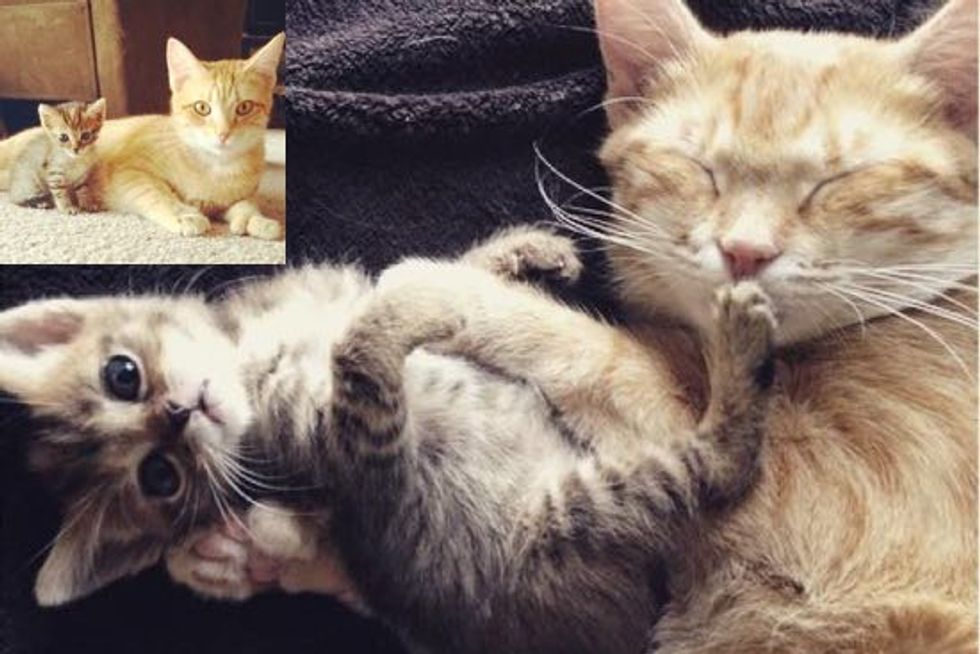 Orphan Kitten Finds a New Mom Who is Also a Rescue Cat