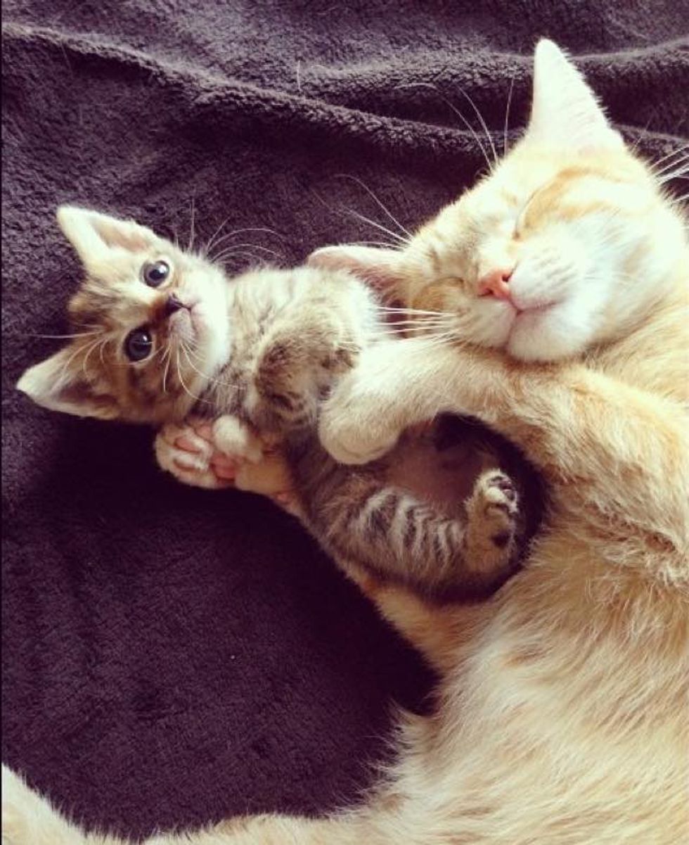 Orphan Kitten Finds a New Mom Who is Also a Rescue Cat - Love Meow