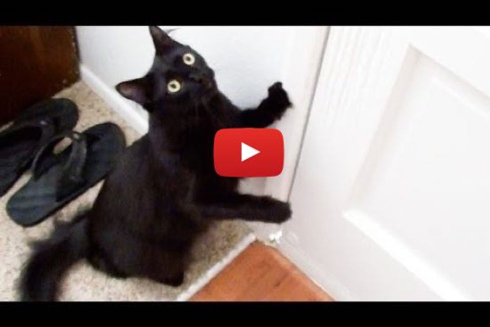 Cat Demands to be Walked like a Dog!