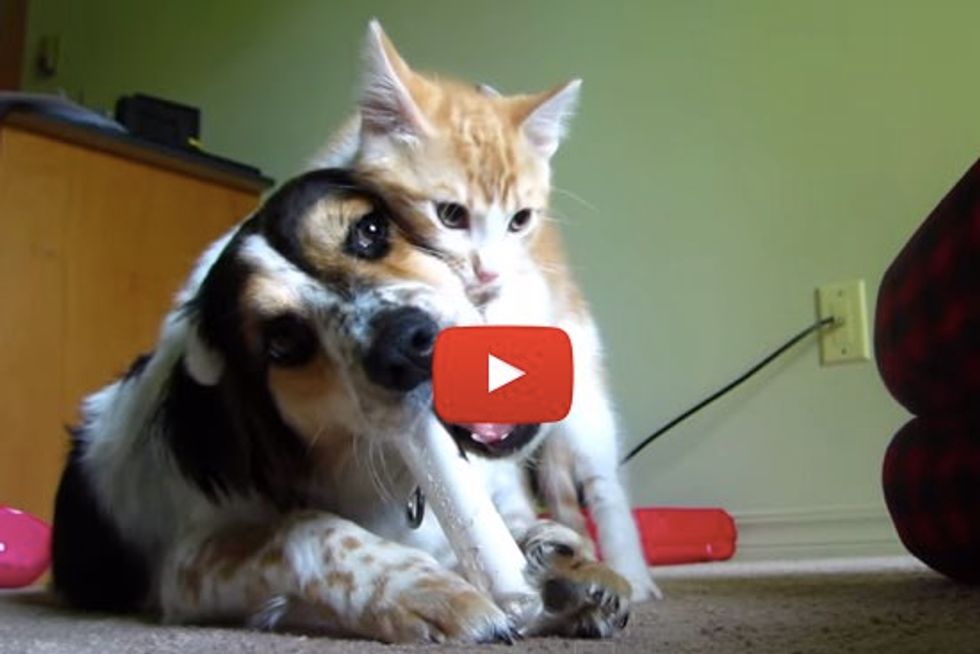 Kitten Demands to Play While Dog Tries to Enjoy Her Bone