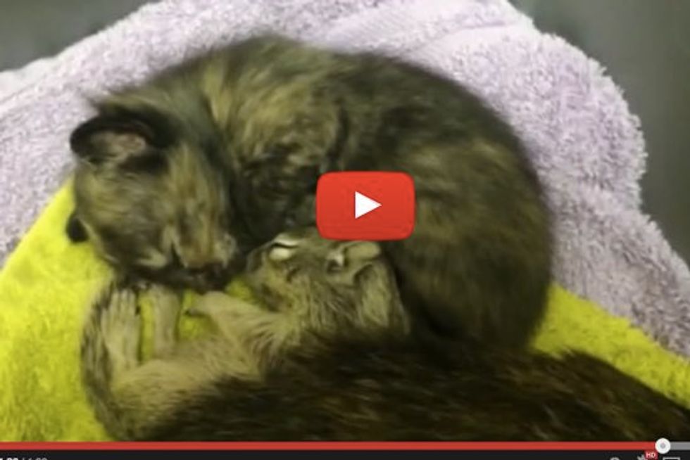 Cat Mama Adopted Orphaned Baby Squirrel, Nursing It Like Her Own