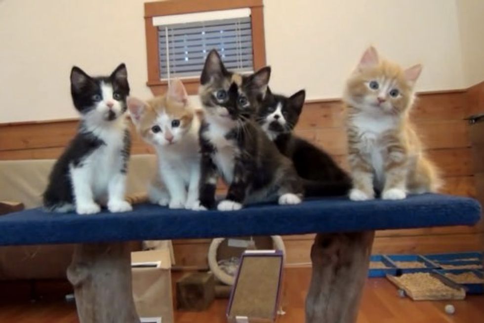 Foster Kitten Dance Party!