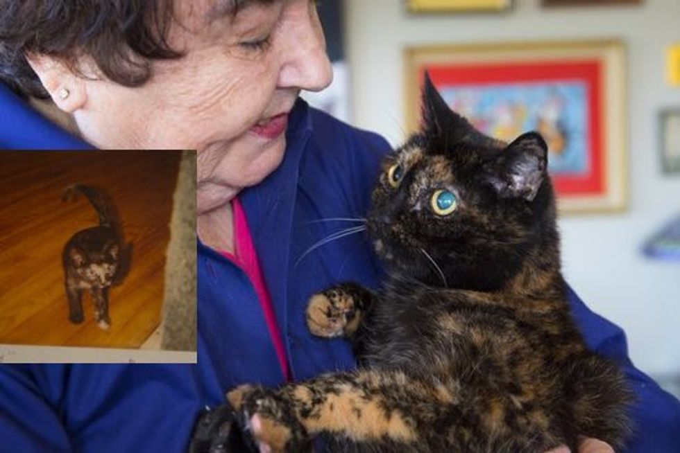 Tiffany Two the Tortie Holds the Guinness Record for Oldest Living Cat