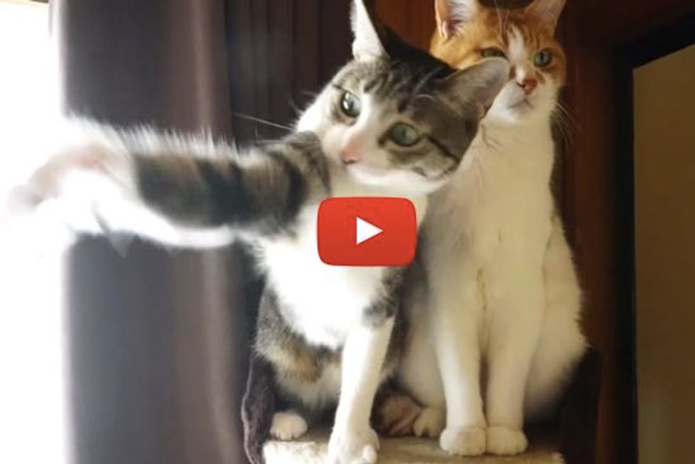 2 Types of Cats: Hyper Cat & Cool Cat