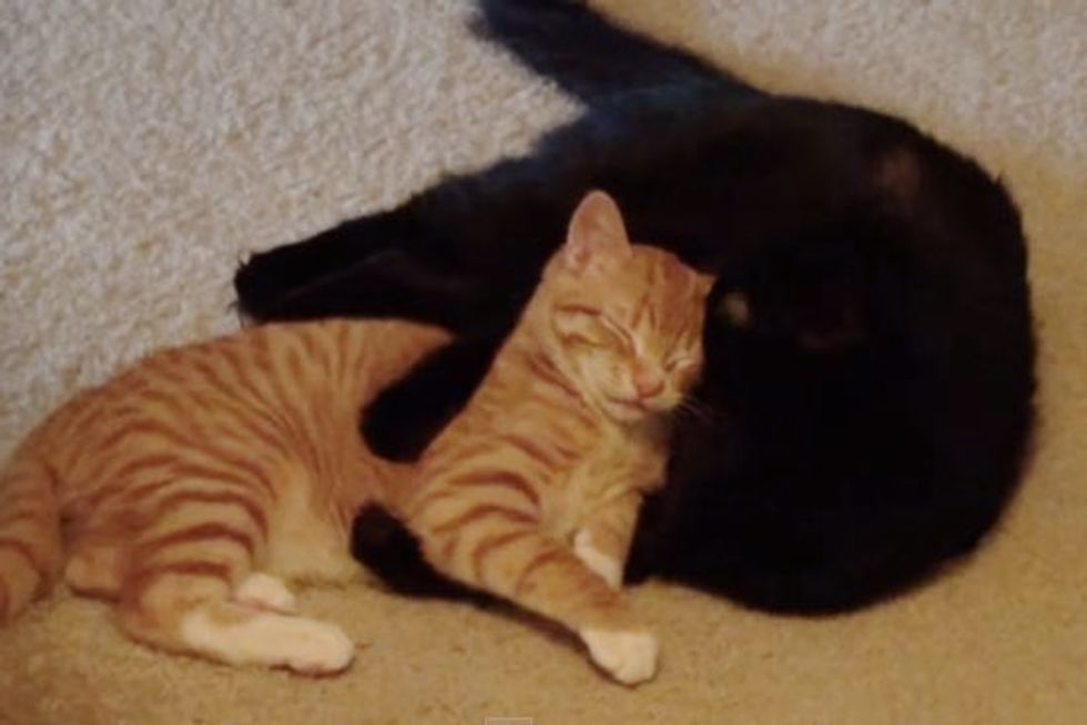 "Brotherly Love" Cole & Marmalade - This Will Melt Your Heart!