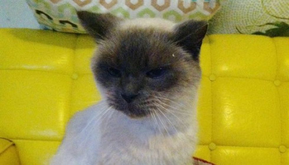 Muir, a 16 Year Old Blind and Deaf Stray Cat, Now Has Found a Comfortable Home