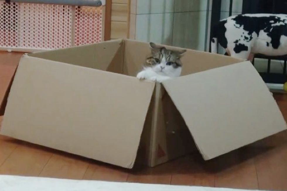 Maru is Determined to Guard His Giant Box from Hana. Gotta Love the Ending!