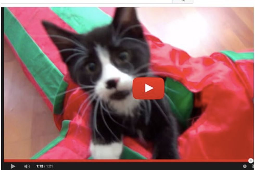 Kittens Go Crazy with Cat Tunnel. One Kitten Even Launches Like A Missile