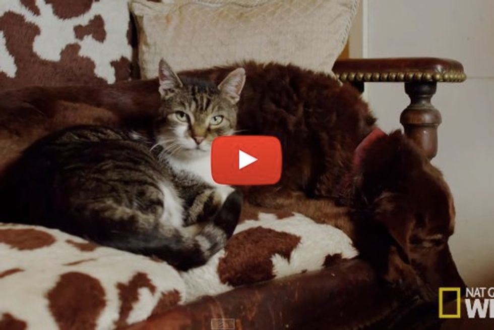 Pudditat the Cat Becomes the Eyes for a Blind Dog. It's An Unbreakable Furry Bond
