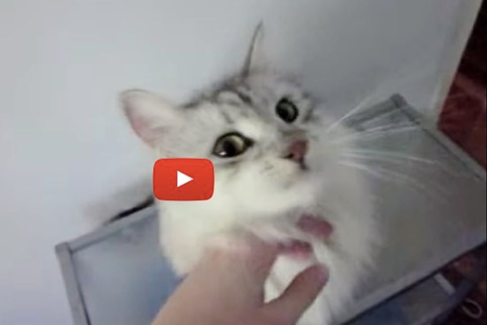 Fluffy Siberian Cat Tells Mom What He Wants