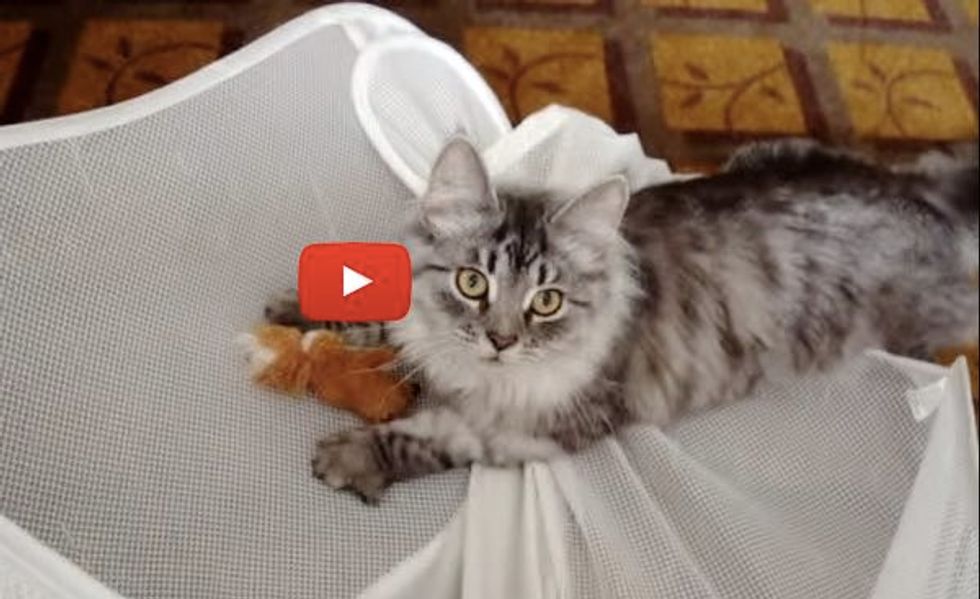 This Ninja Cat Can Retrieve Things Faster than the Retrievers