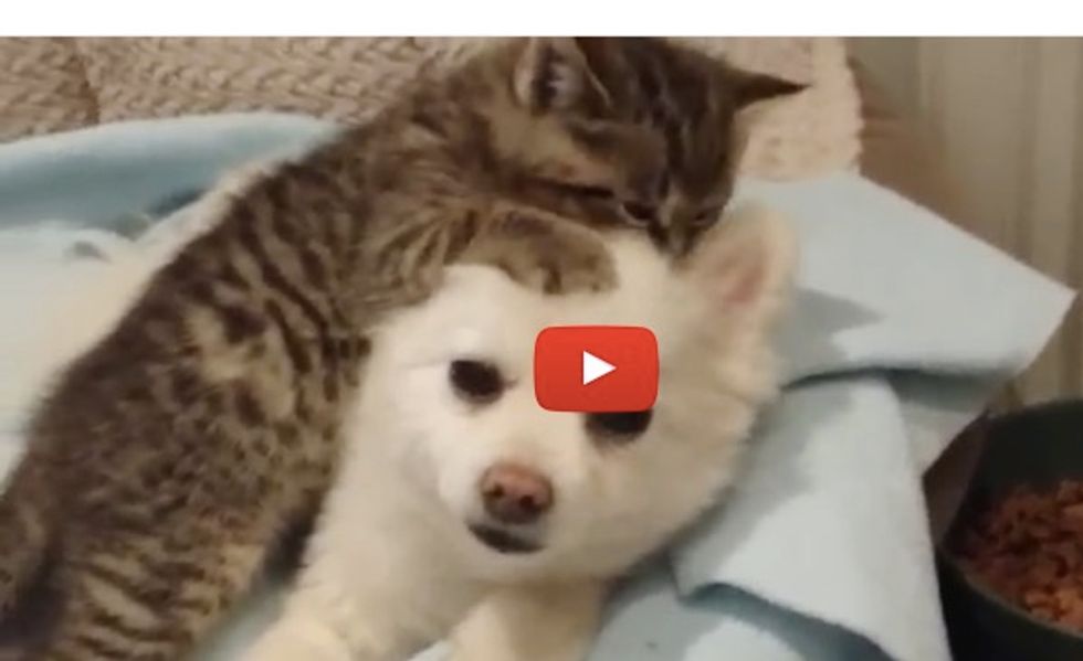 This Rescued Kitten Pancho Loves his New Sibling, a Pomeranian