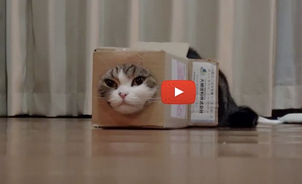 This Box is Half the Size of Maru, But He Still Makes It Work!