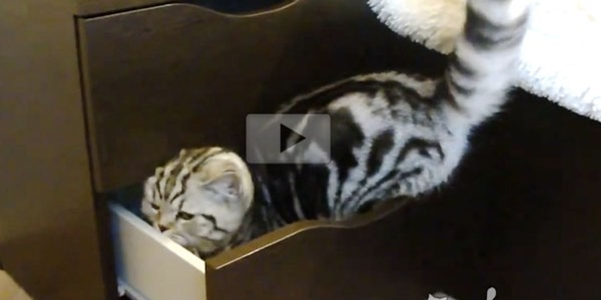 These 5 Cats are Determined to Get into Cupboards and Drawers Love Meow
