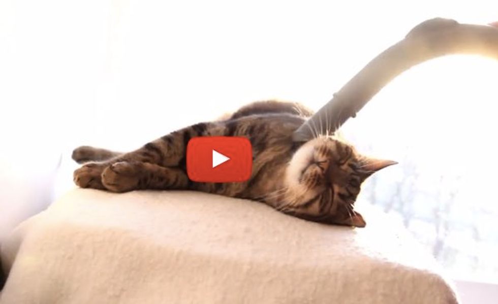 Cat Enjoys Spa Treatment with Vacuum Cleaner