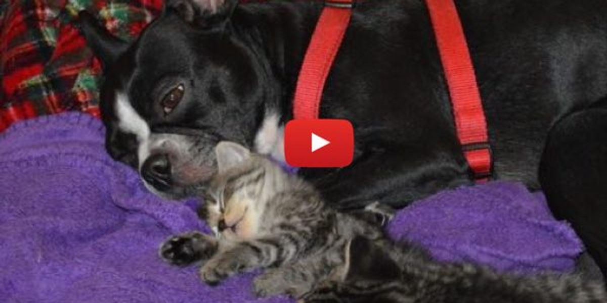 Orphan Kittens Nursing on Dog who Starts Producing Milk for the Babies