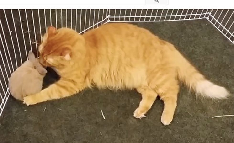 Mango the Cat Jumps into a Rabbit Pen and Decides to Give Them Baths. This is Just Adorable!